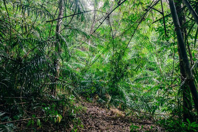 Cardamom Mountains - Shinta Mani Wild (6).jpg