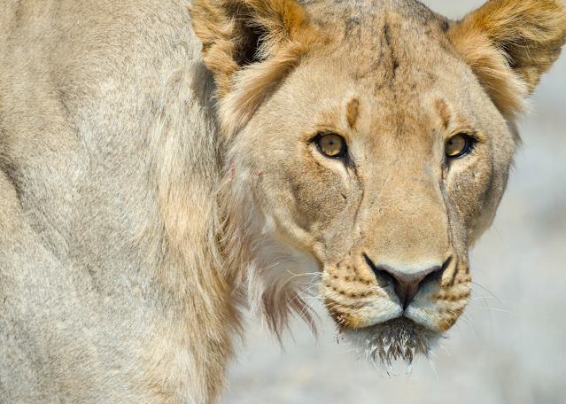 Etosha Mountain Lodges, Namibia (12).jpg (1)