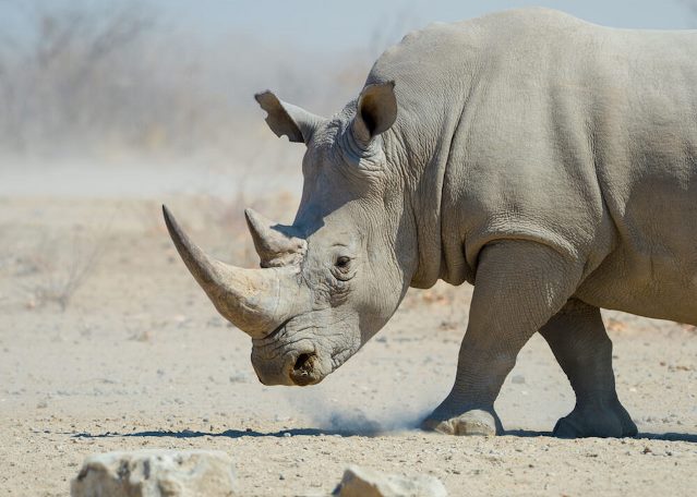 Etosha Mountain Lodges, Namibia (1).jpg (1)