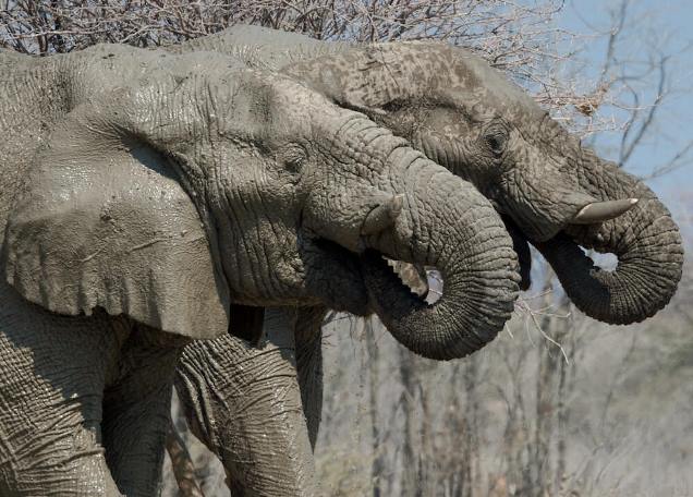 Etosha Mountain Lodges, Namibia (10).jpg (1)
