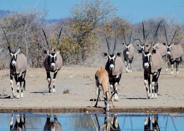 Etosha Mountain Lodges, Namibia (11).jpg (1)