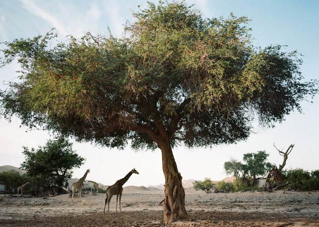 Hoanib Valley Camp, Namibia (14).jpg