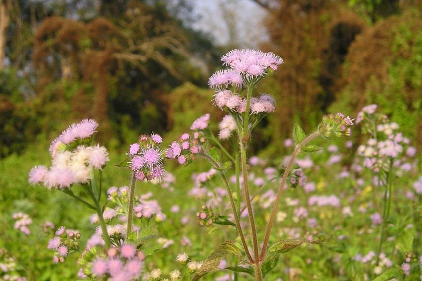 Chitwan National Park, Nepal 3.jpg