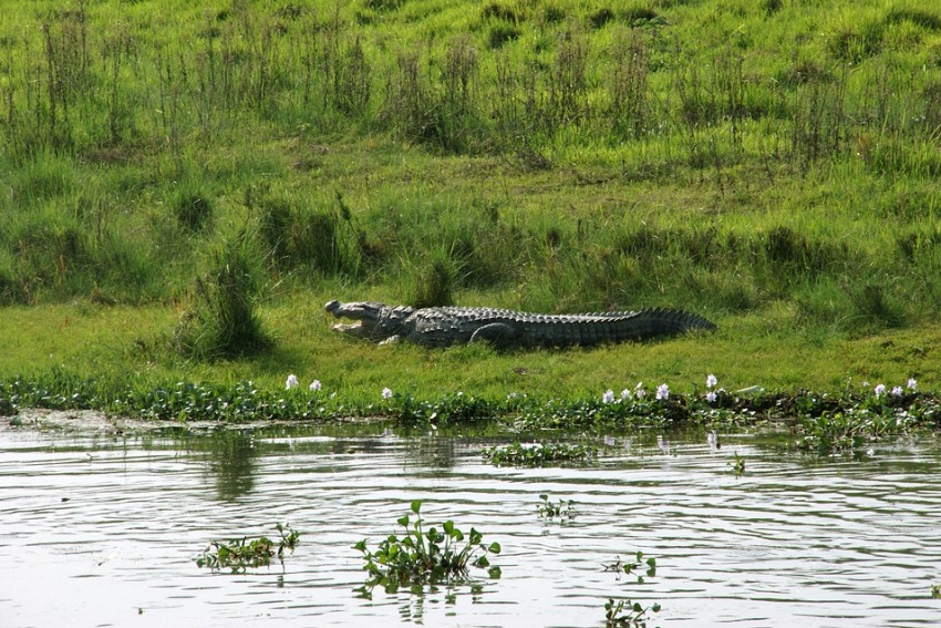 Chitwan National Park, Nepal 4.jpg