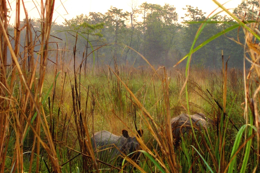 Chitwan National Park, Nepal 5.JPG