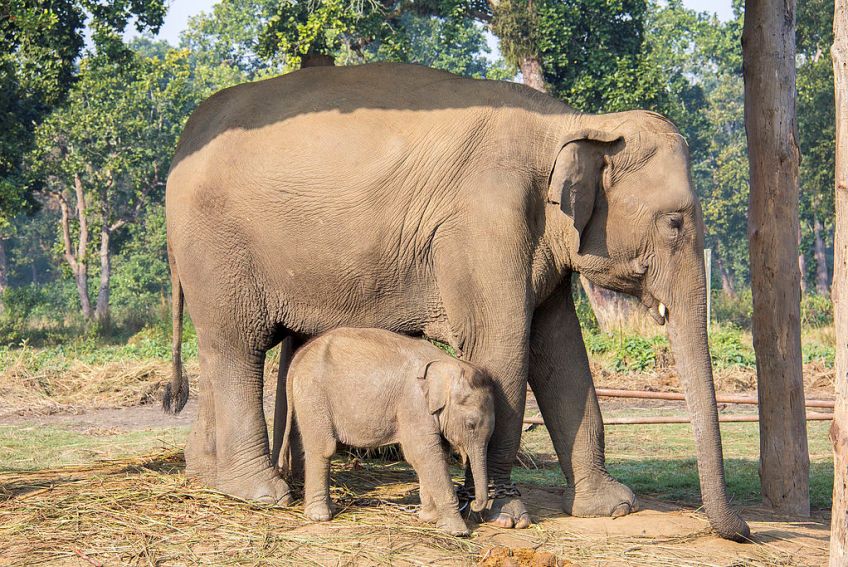 Chitwan National Park, Nepal 1.jpg