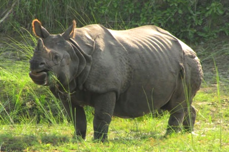 Bardia National Parl, Nepal 1.jpg