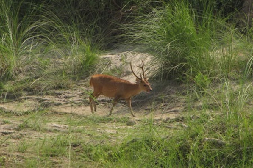 Bardia National Parl, Nepal 3.jpg