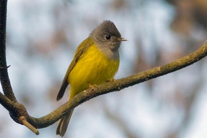 Bardia National Parl, Nepal 4.jpg