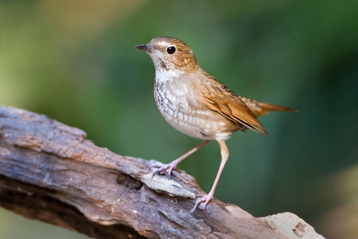 Khao Yai National Park, Thailand (3).jpg