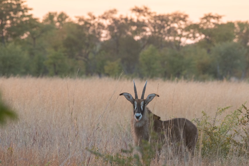 Deteema Springs, Hwange National Park, Zimbabwe (7).jpg