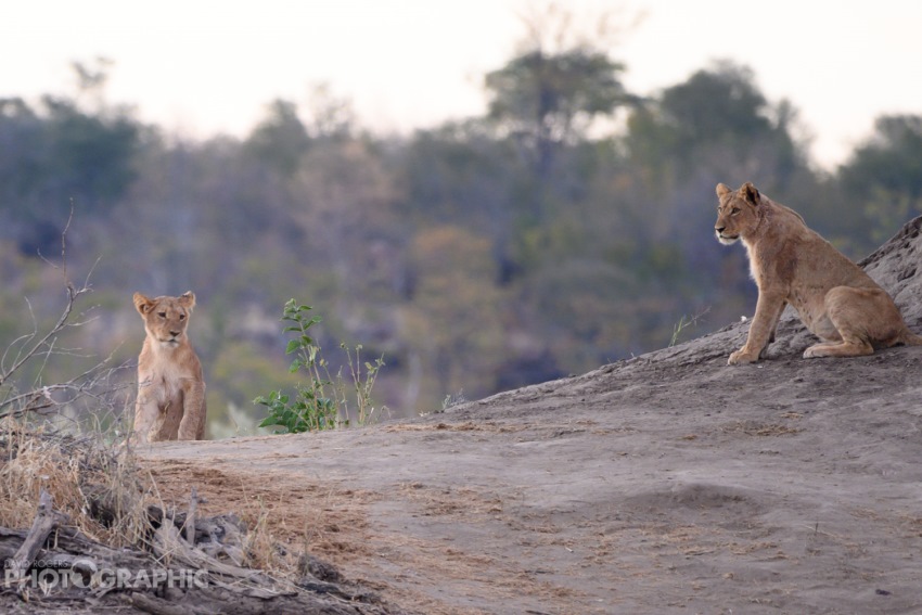 Deteema Springs, Hwange National Park, Zimbabwe (11).jpg