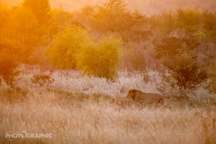 Deteema Springs, Hwange National Park, Zimbabwe (12).jpg