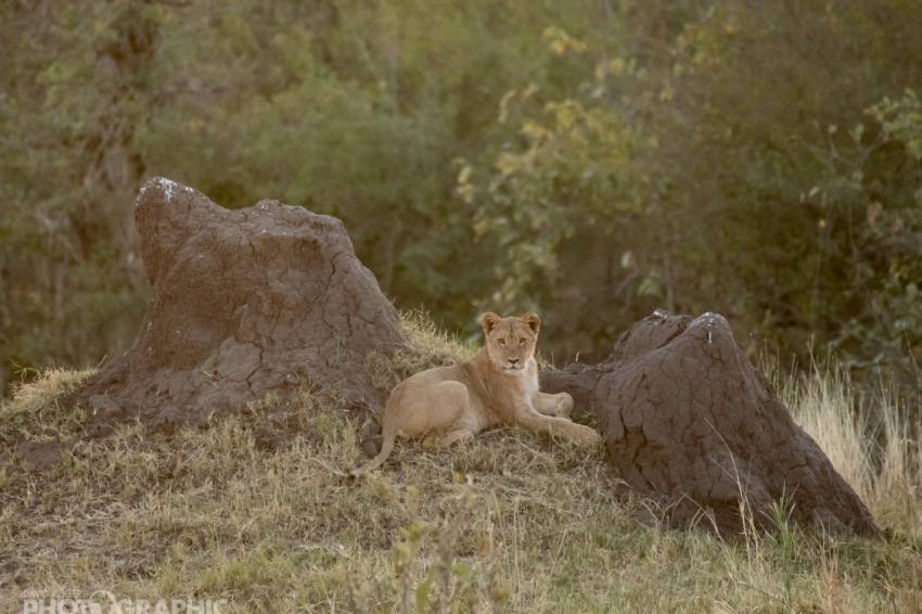 Deteema Springs, Hwange National Park, Zimbabwe (13).jpg