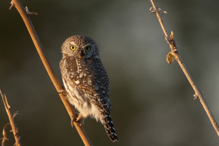 Deteema Springs, Hwange National Park, Zimbabwe (14).jpg