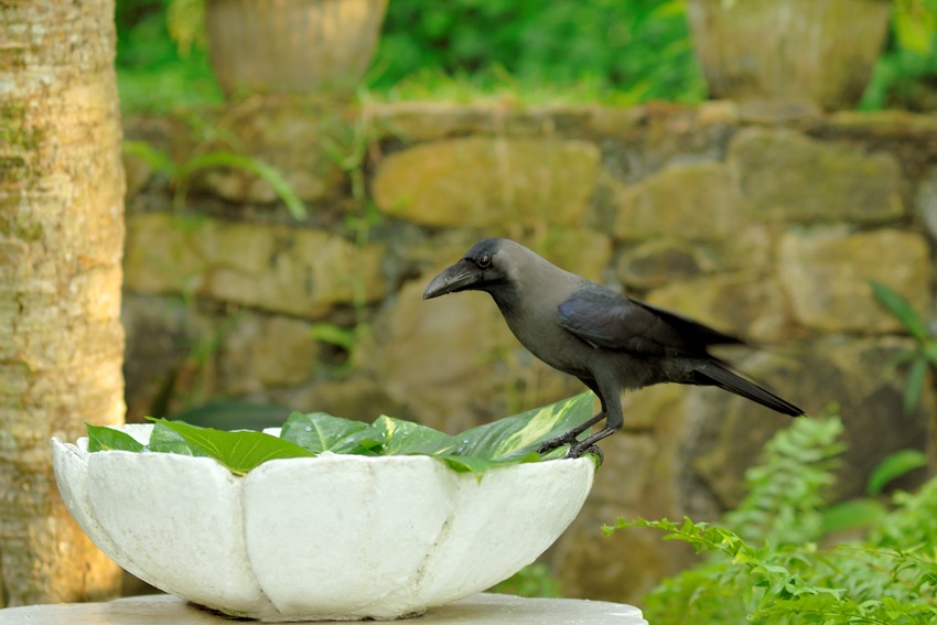 Taprobane Island, Weligama, Sri Lanka (11).jpg