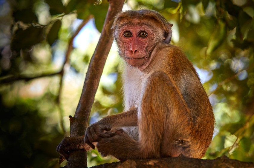 Bar Reef, Kalpitya, Sri Lanka (13).jpg