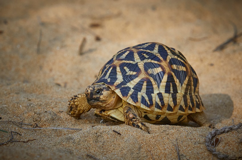 Bar Reef, Kalpitya, Sri Lanka (14).jpg