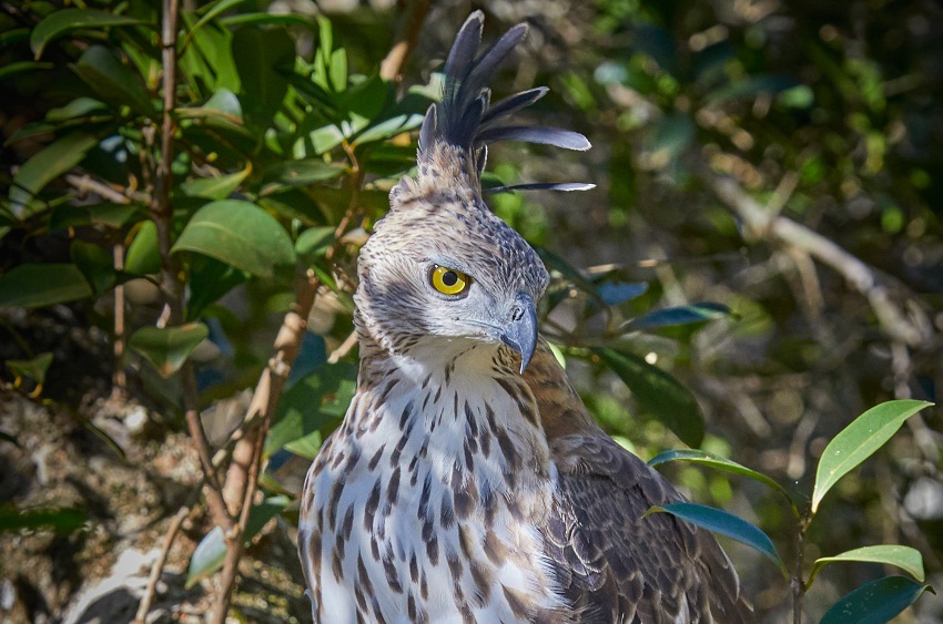 Bar Reef, Kalpitya, Sri Lanka (16).jpg