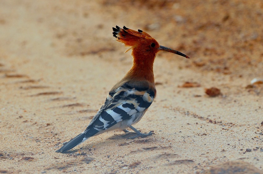 Bar Reef, Kalpitya, Sri Lanka (20).jpg