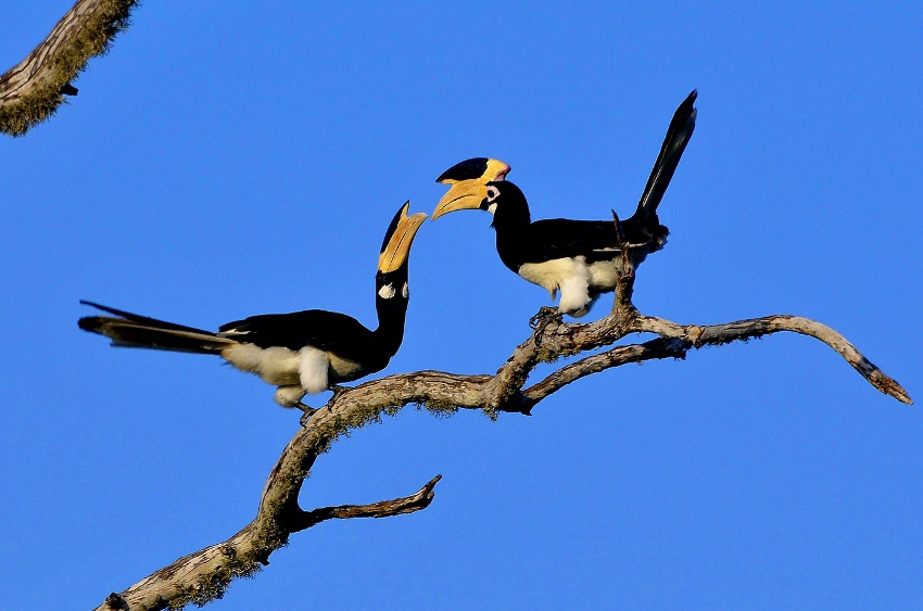 Bar Reef, Kalpitya, Sri Lanka (21).jpg