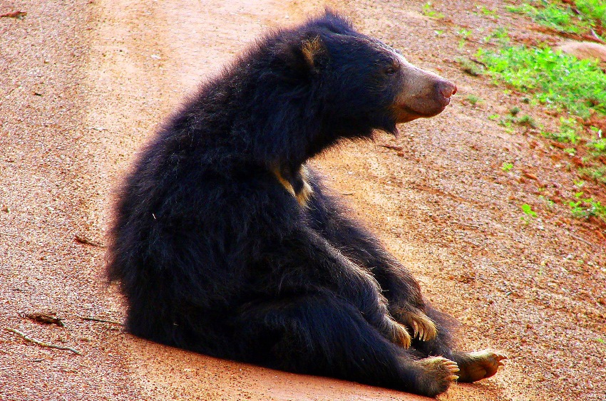 Bar Reef, Kalpitya, Sri Lanka (22).jpg
