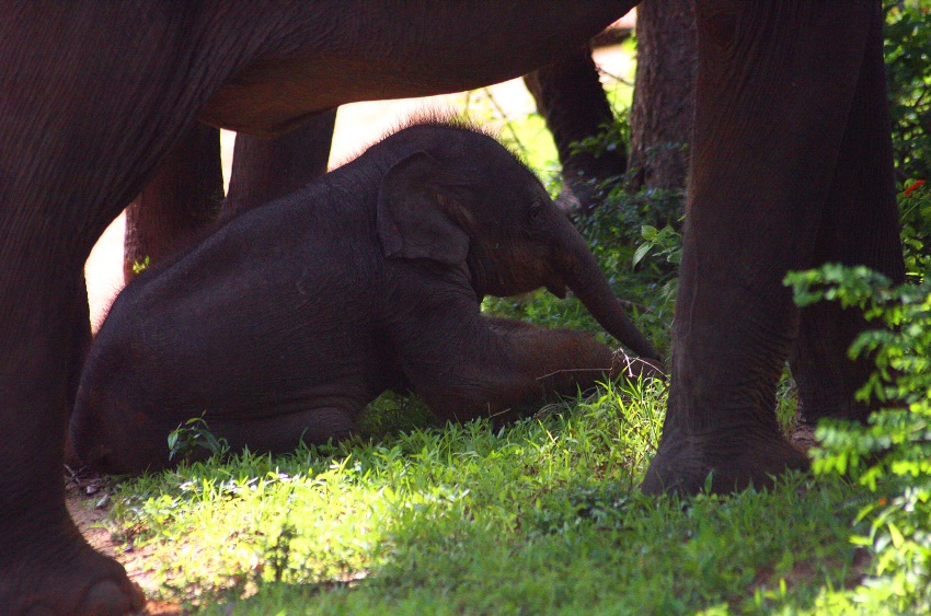 Bar Reef, Kalpitya, Sri Lanka (23).jpg