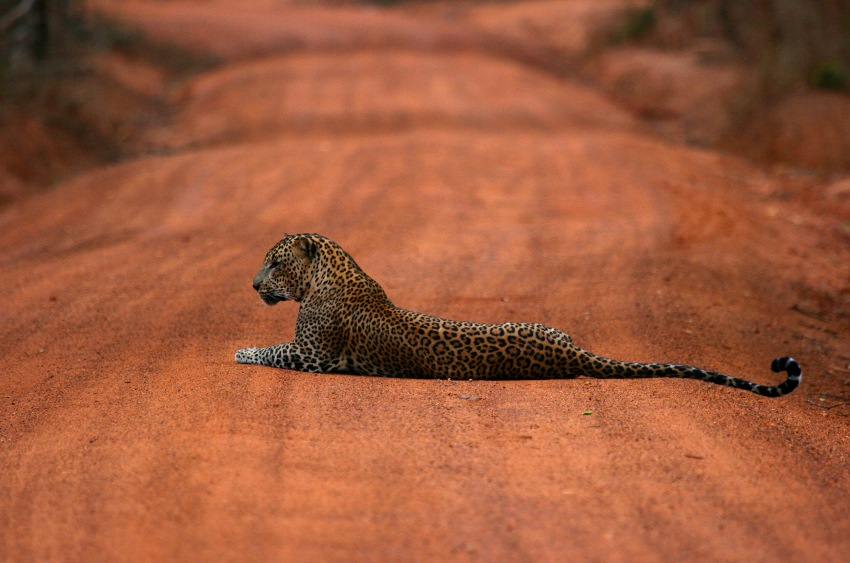 Bar Reef, Kalpitya, Sri Lanka (24).jpg