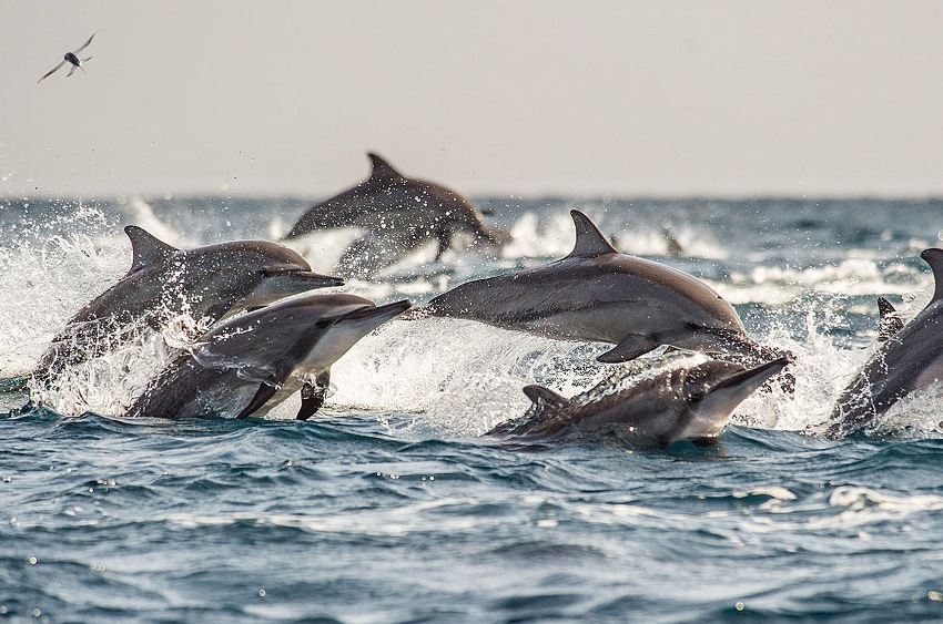 Bar Reef, Kalpitya, Sri Lanka (3).jpg