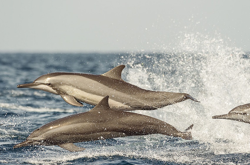 Bar Reef, Kalpitya, Sri Lanka (7).jpg