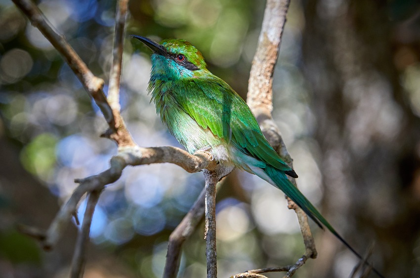 Bar Reef, Kalpitya, Sri Lanka (8).jpg