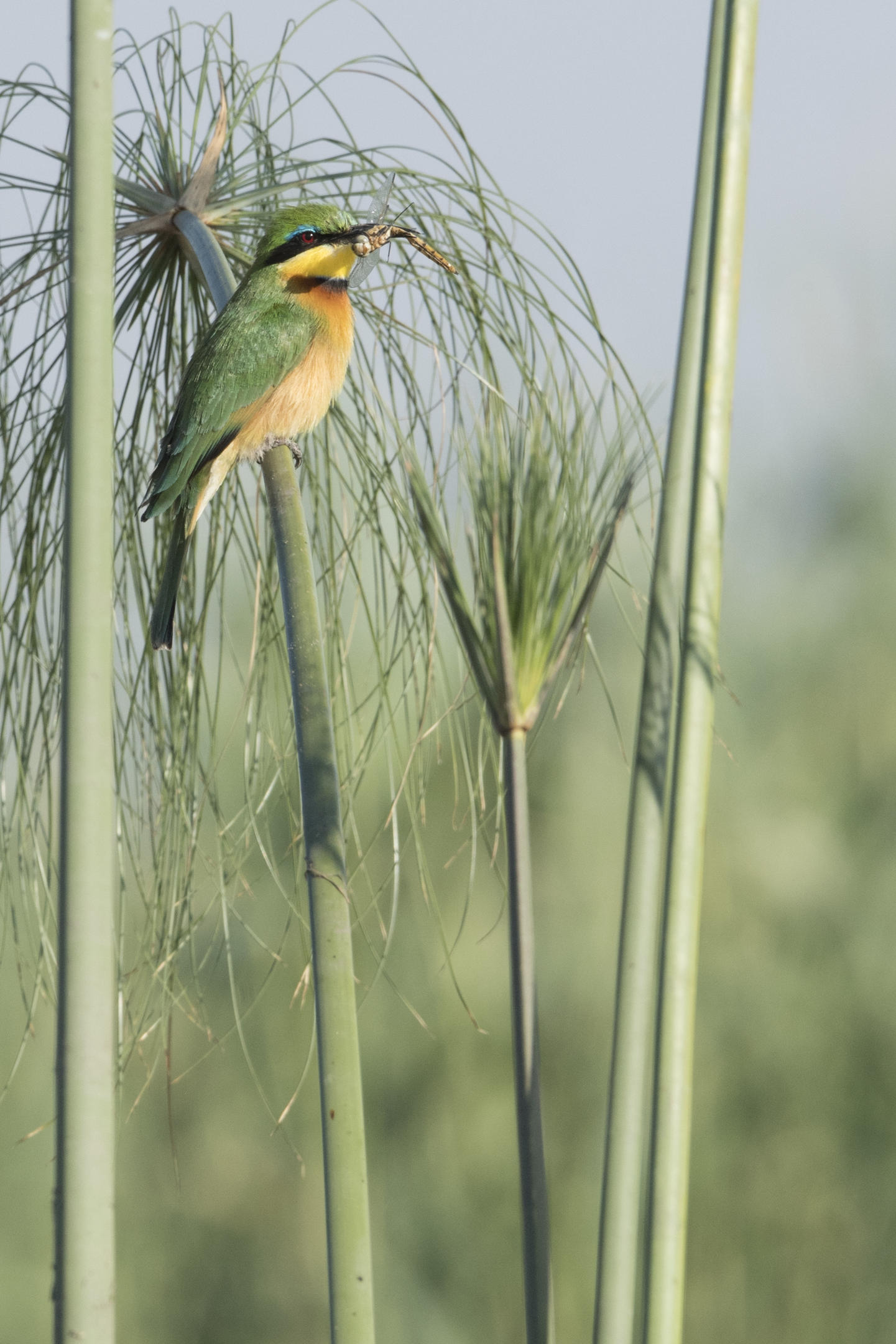 linyanti_bush_camp_chobe_enclave_botswana_colourful_bird_on_a_branch_5sw2547-2_27.jpg