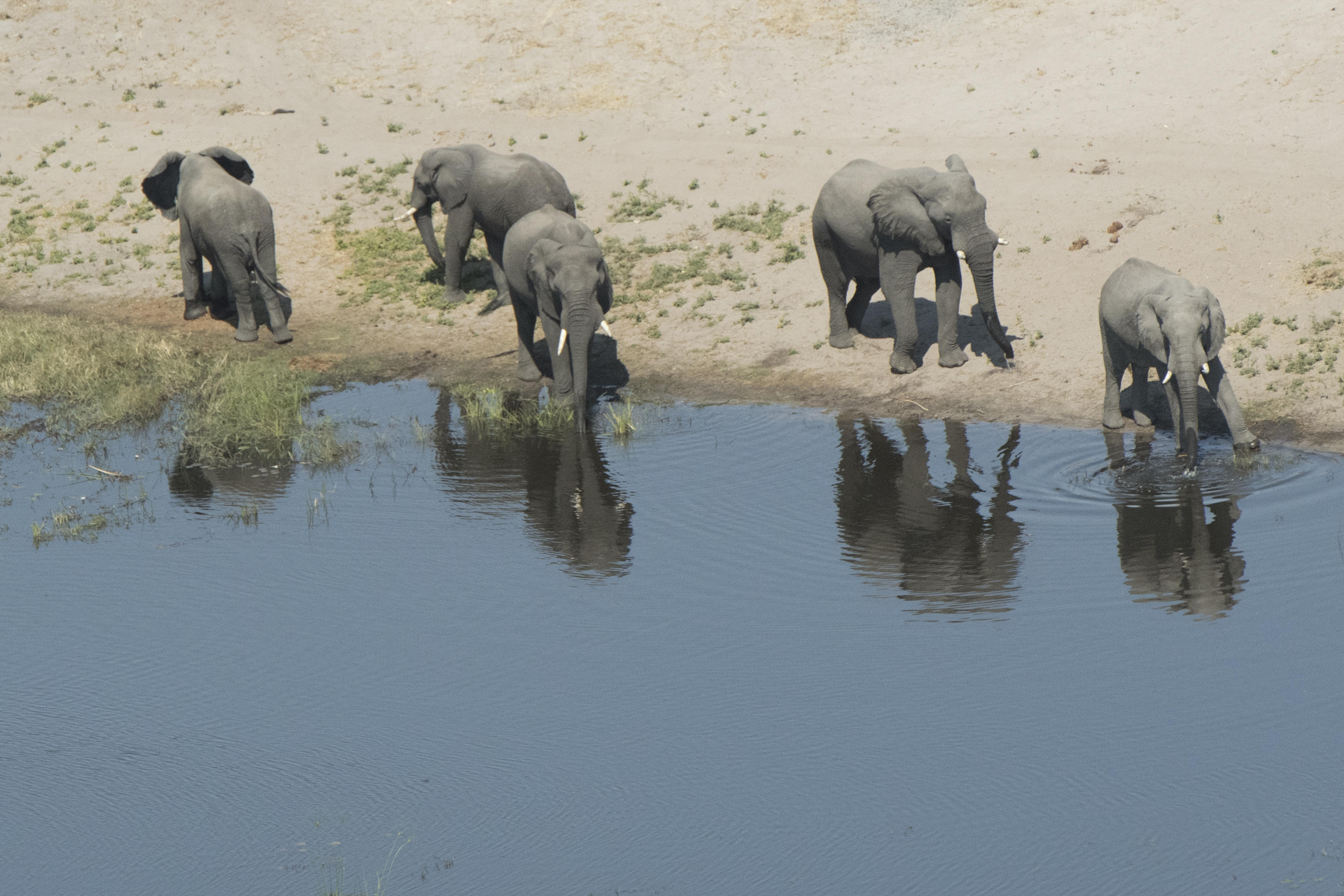 linyanti_bush_camp_chobe_enclave_botswana_herd_of_hippos_by_a_pond_5sw2547-2_1221.jpg