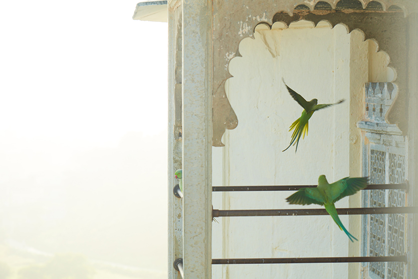11A. Parrots x Facade - RAAS Devigarh.jpeg