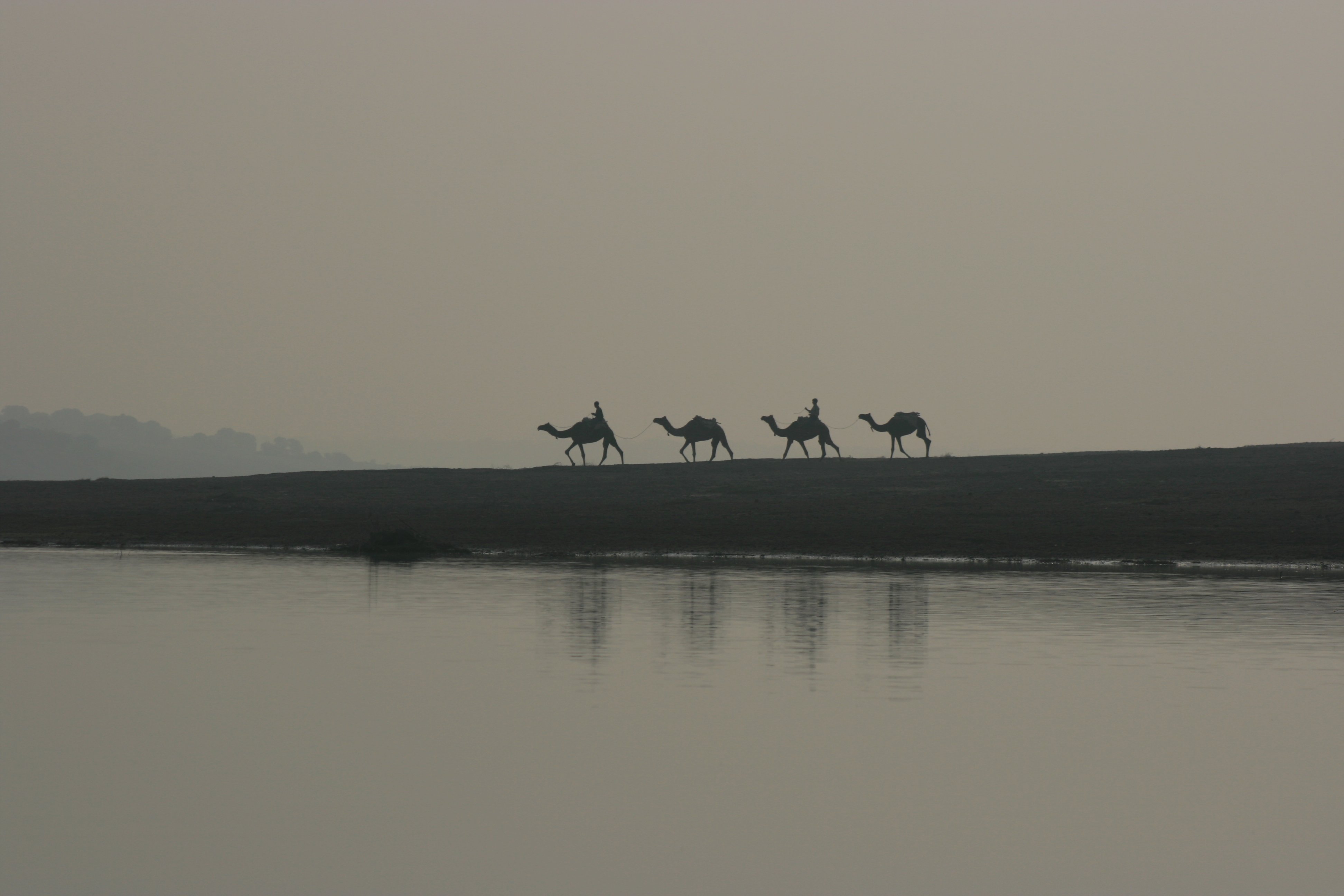 Camels along the Chambal.JPG