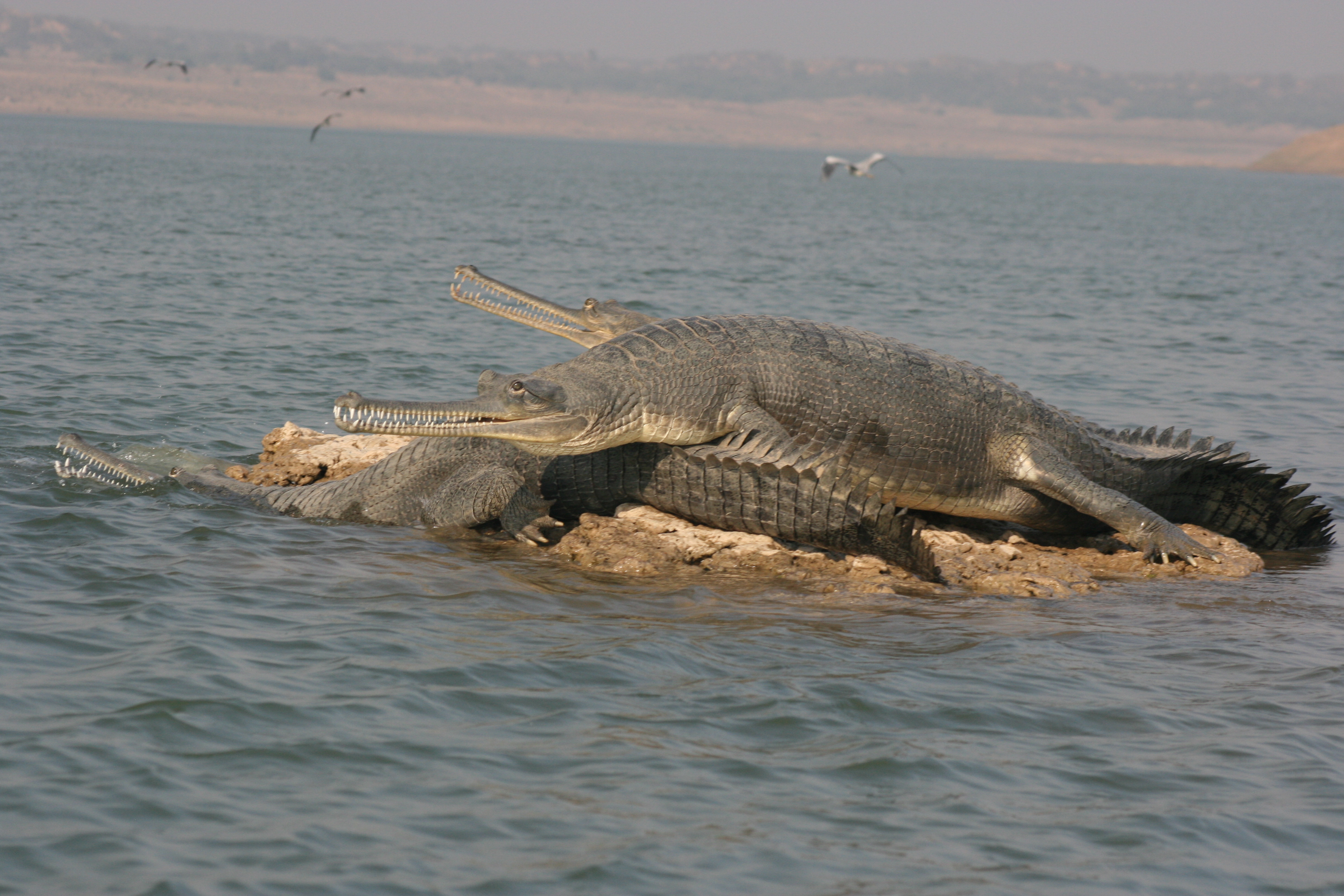 Chambal River - Gharials 2.JPG