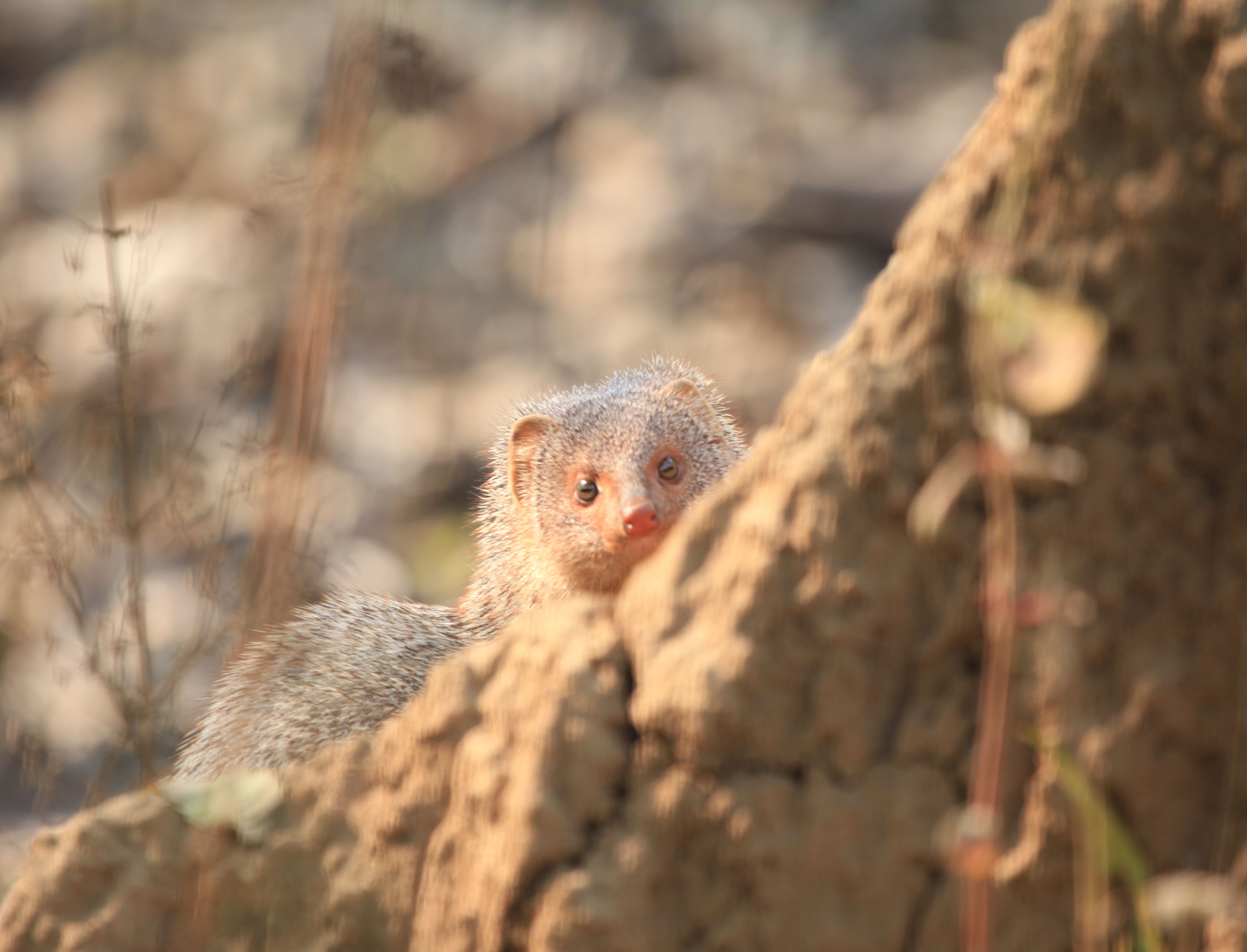 Large Grey Mongoose.JPG