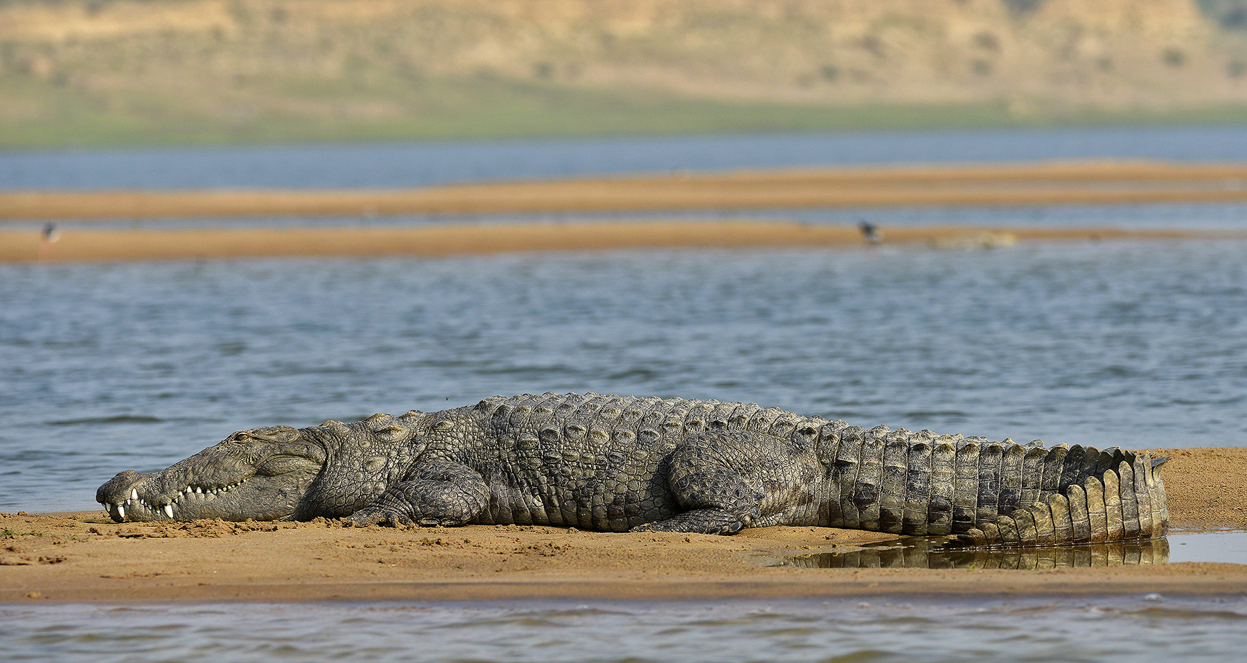 Marsh Crocodile 1.jpg