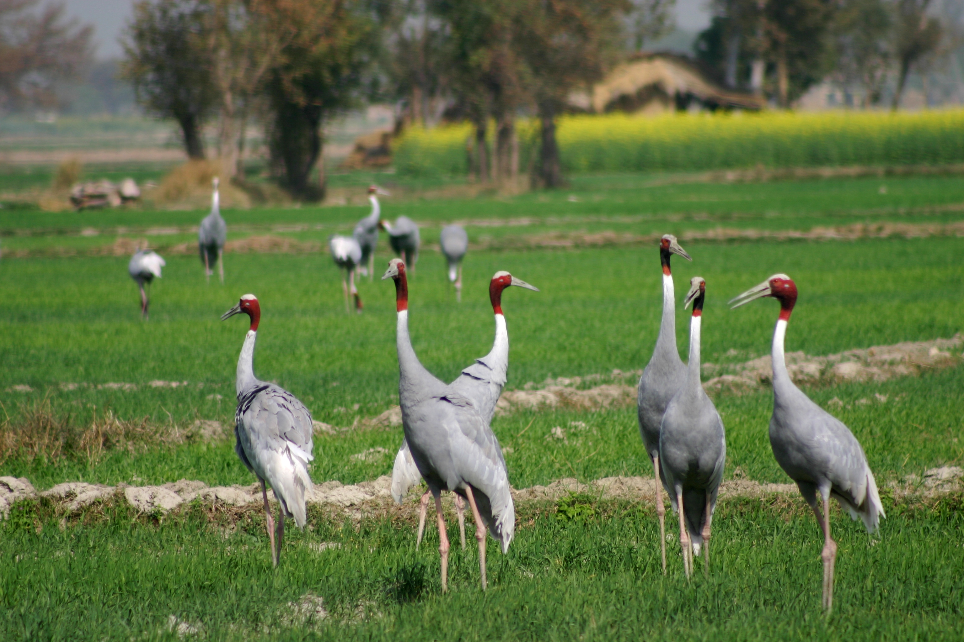Sarus Cranes Jeep Safari.jpg