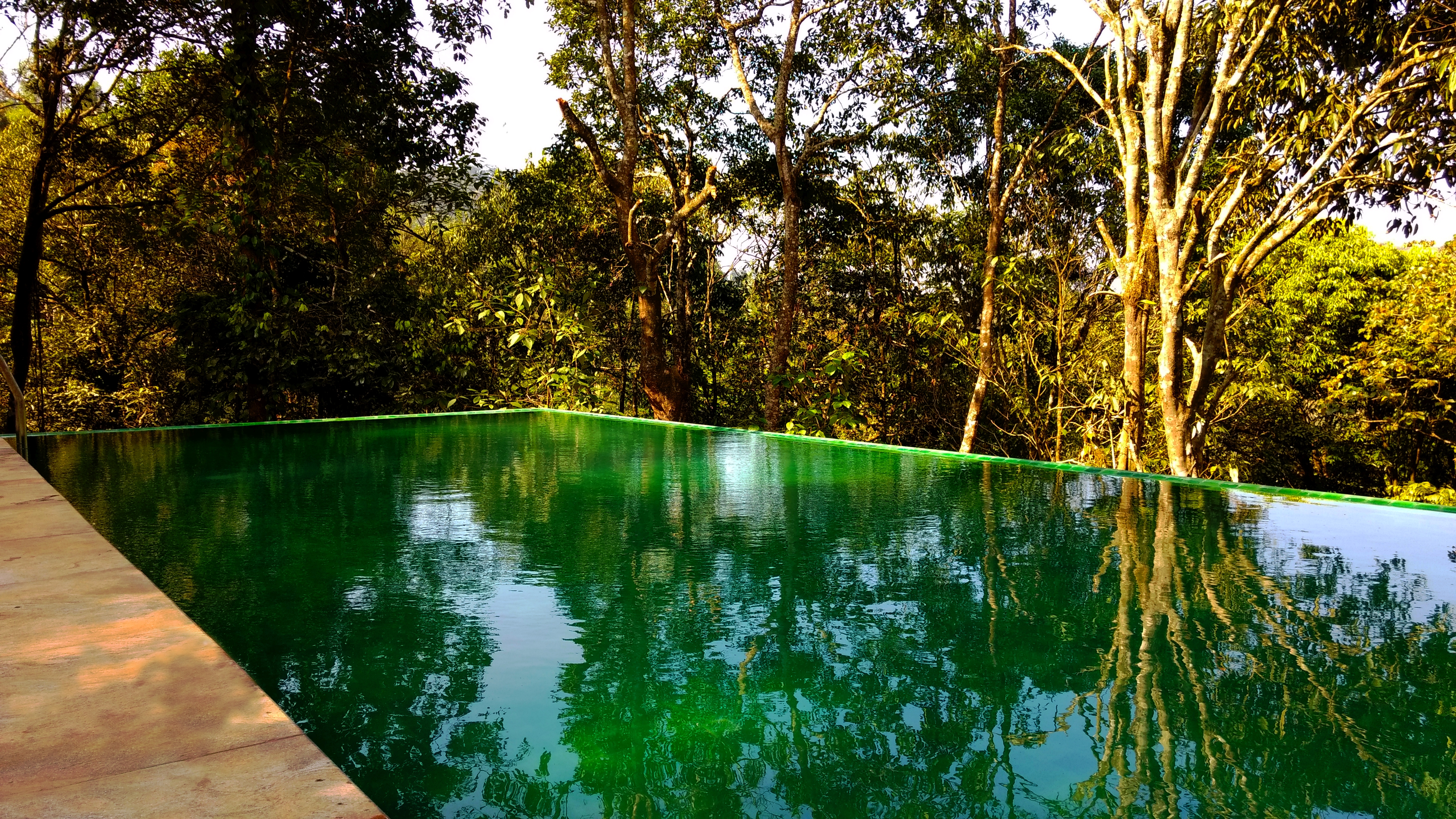 Wayanad Wild - swim between the trees.jpg
