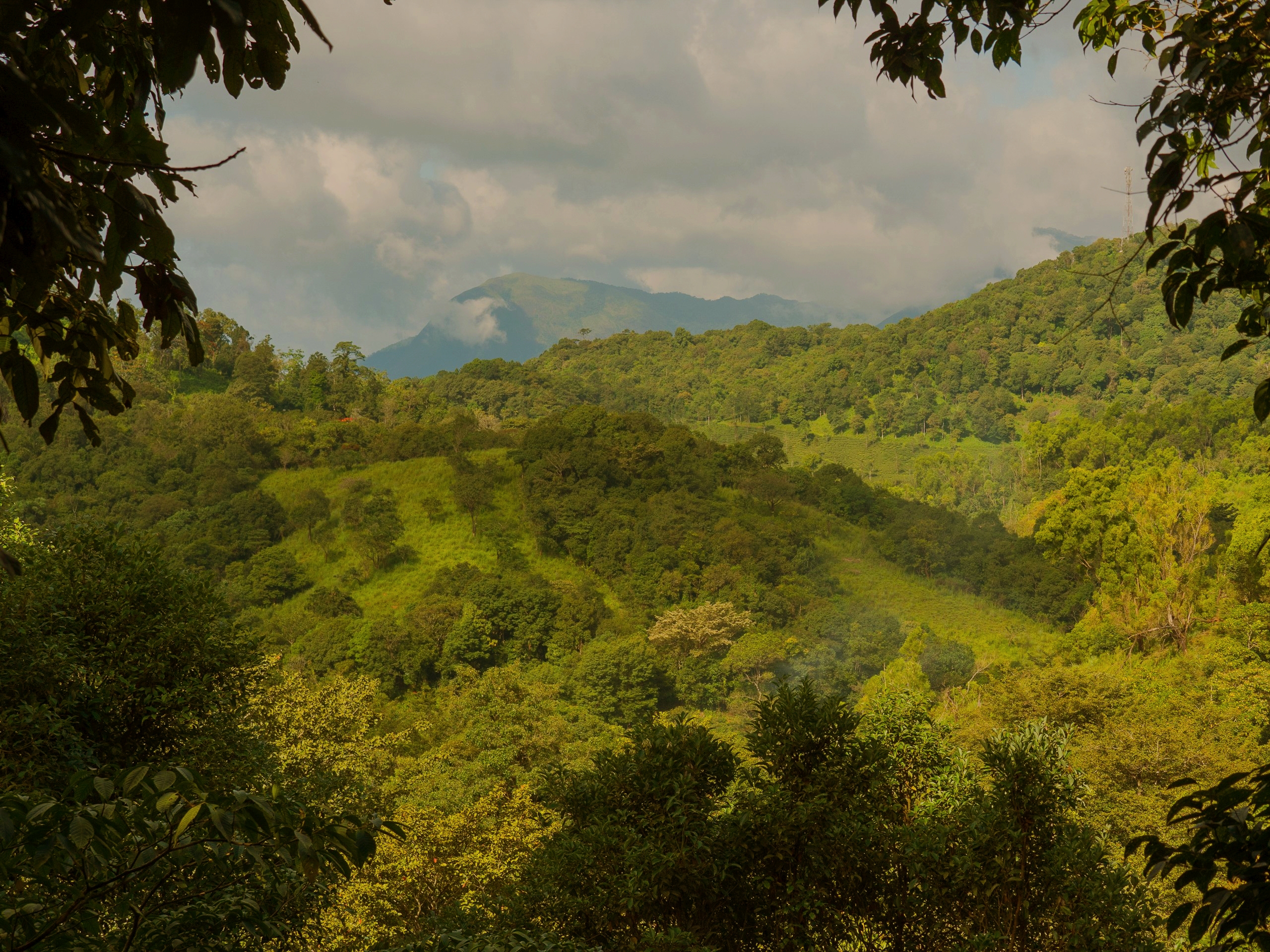 Wayanad Wild - VIew from the resort.jpg