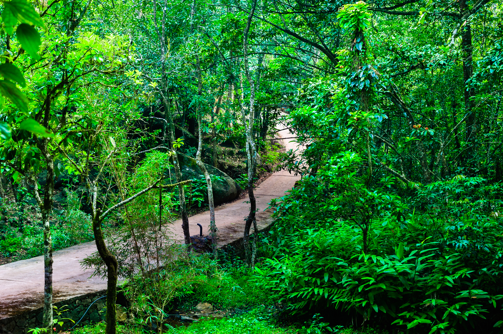 Wayanad Wild PathwayMisc.JPG