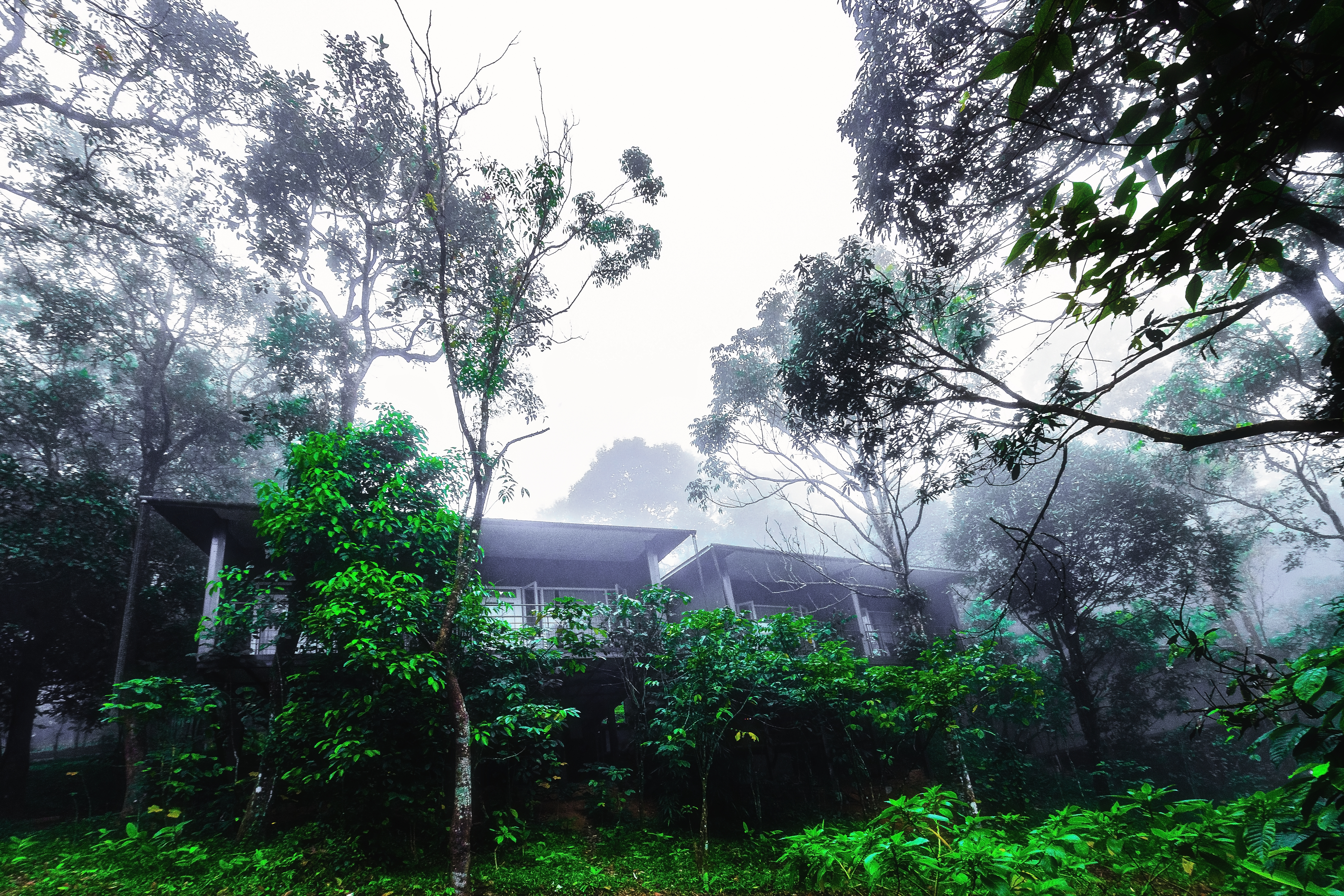 Wayanad Wild foggy cottage.jpg