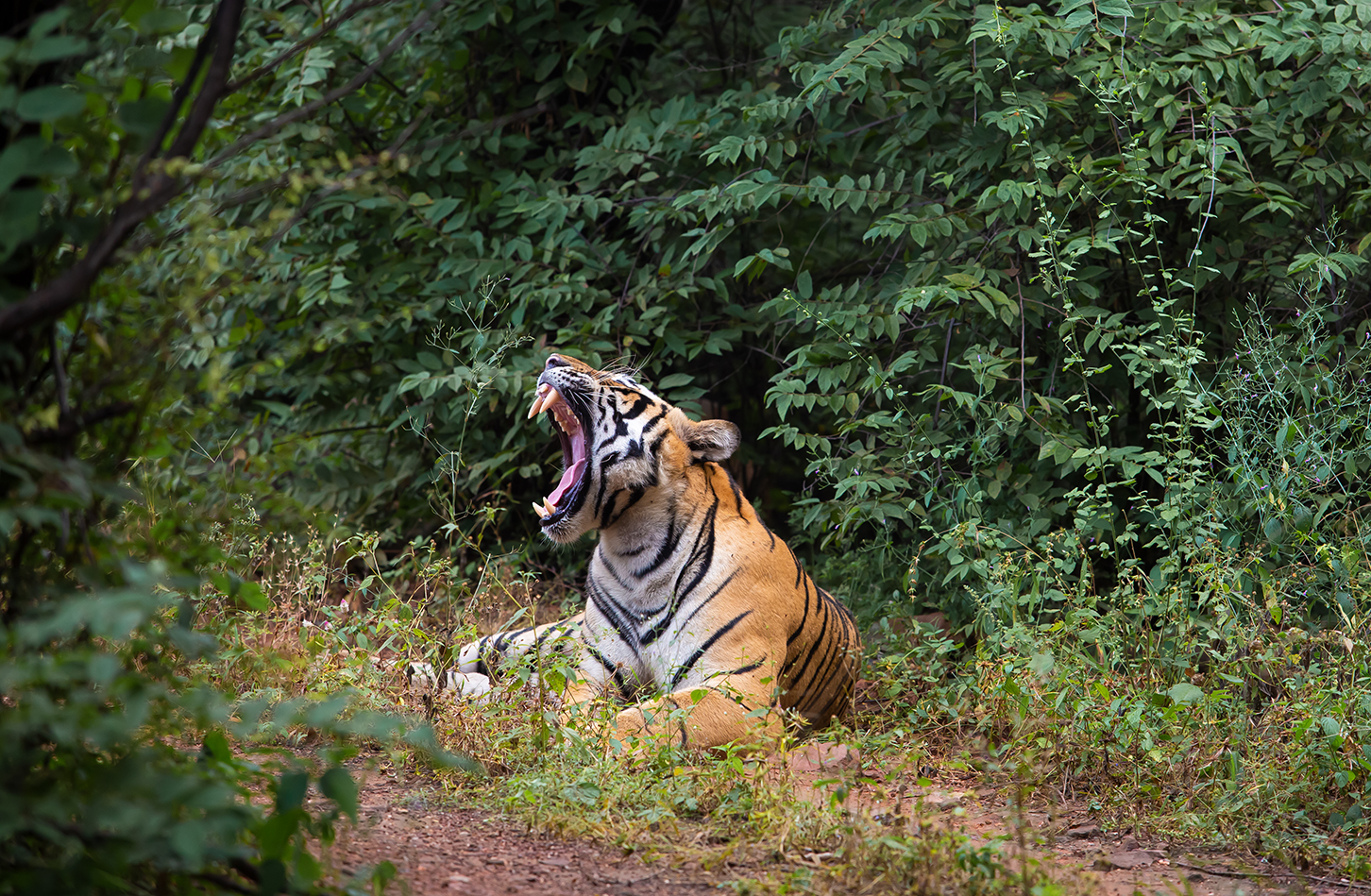 SherBagh 2021-112.jpg