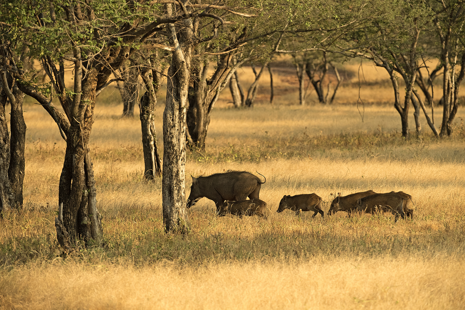 SherBagh_0163 A (1).jpg