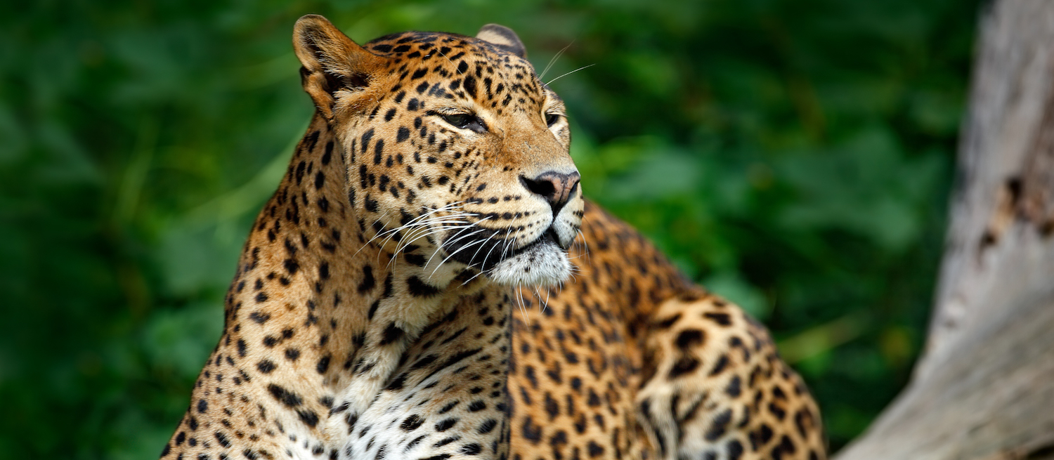 Sri Lanka wildlife.jpg