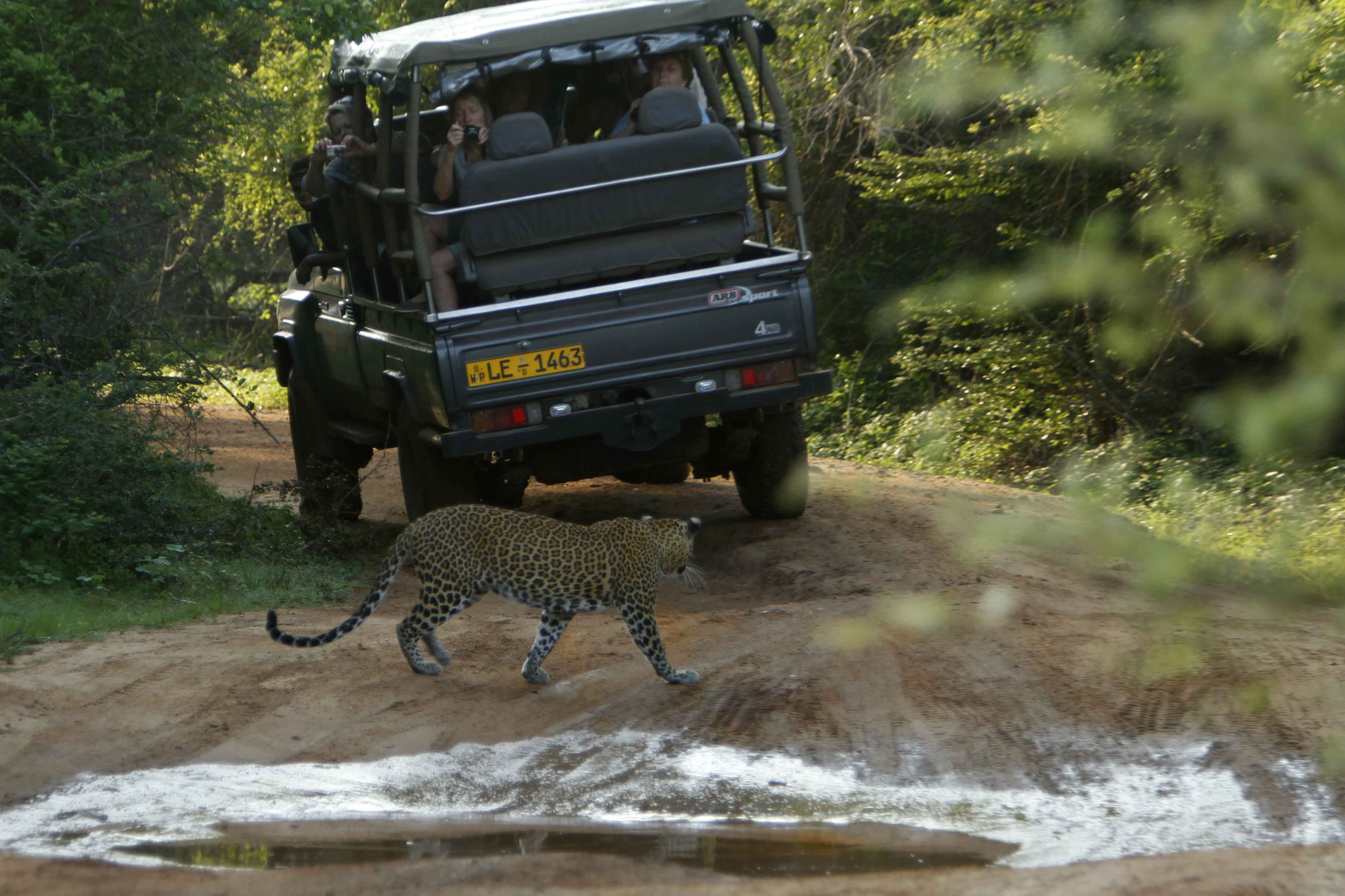 leopard safari.jpg
