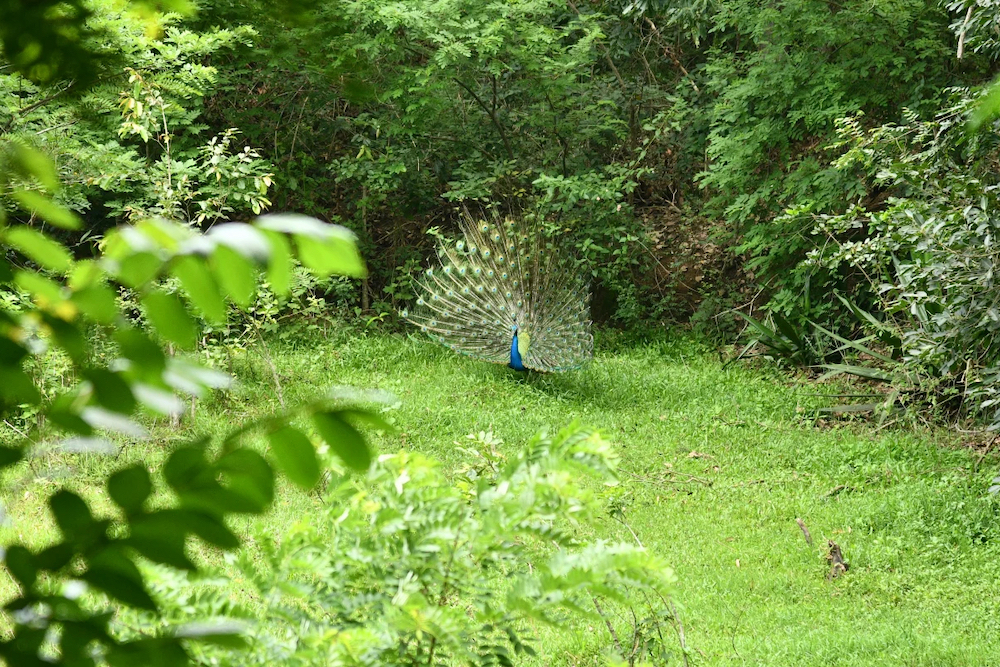 Hoysala Village, Hassan, South India 11.jpg