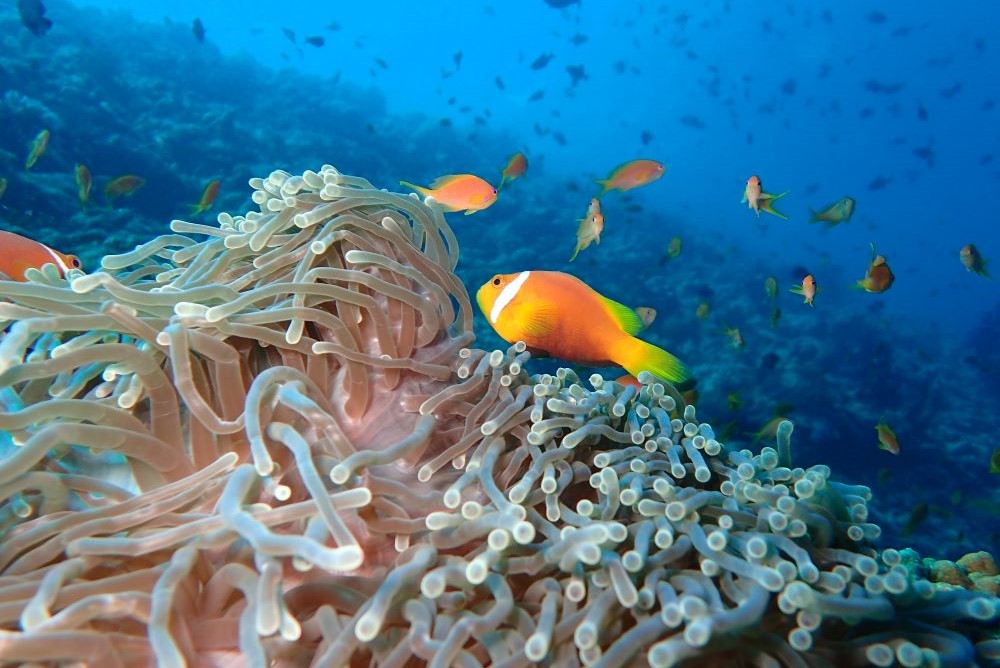 The Nautilus Maldives House Reef Diving 2.jpg