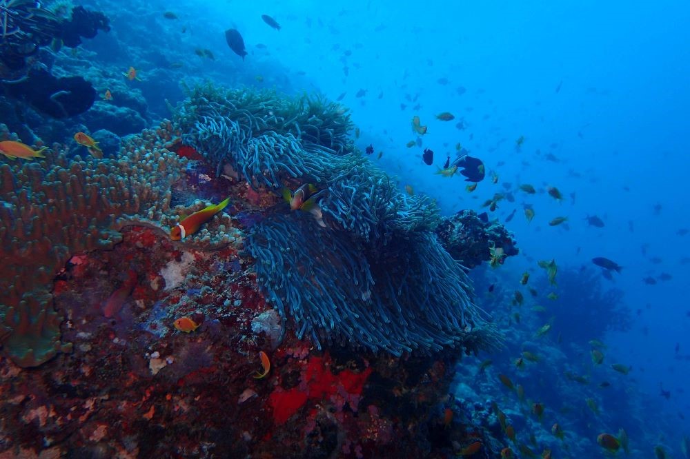 The Nautilus Maldives House Reef Diving 3.jpg